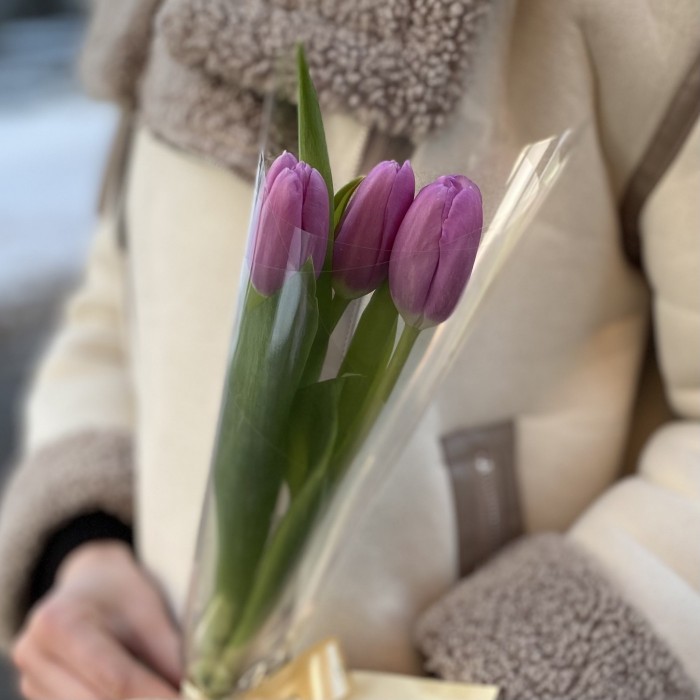3 лиловых тюльпана в пленке