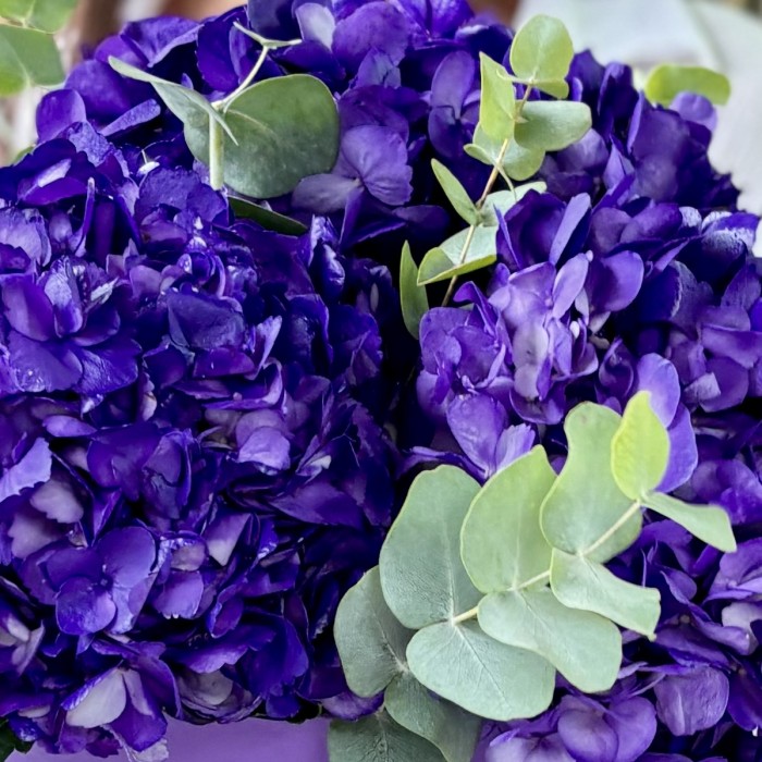 3 пурпурные гортензии с эвкалиптом в коробке
