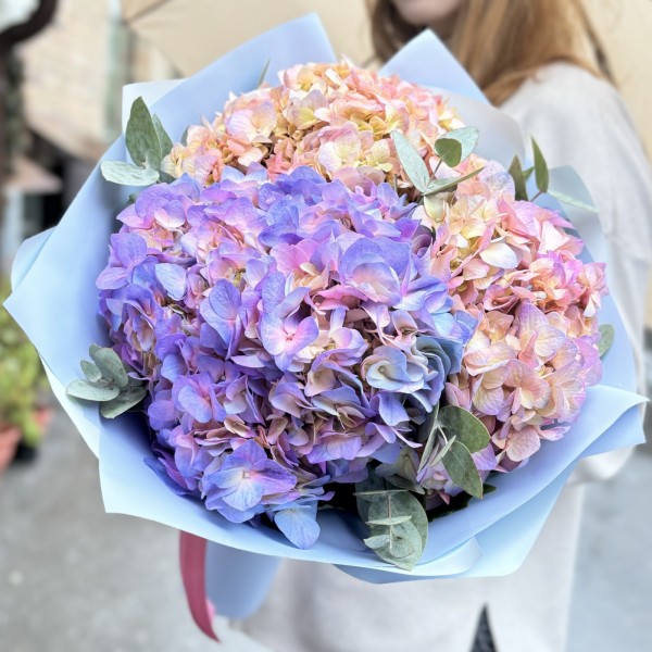 3 радужные гортензии с эвкалиптом