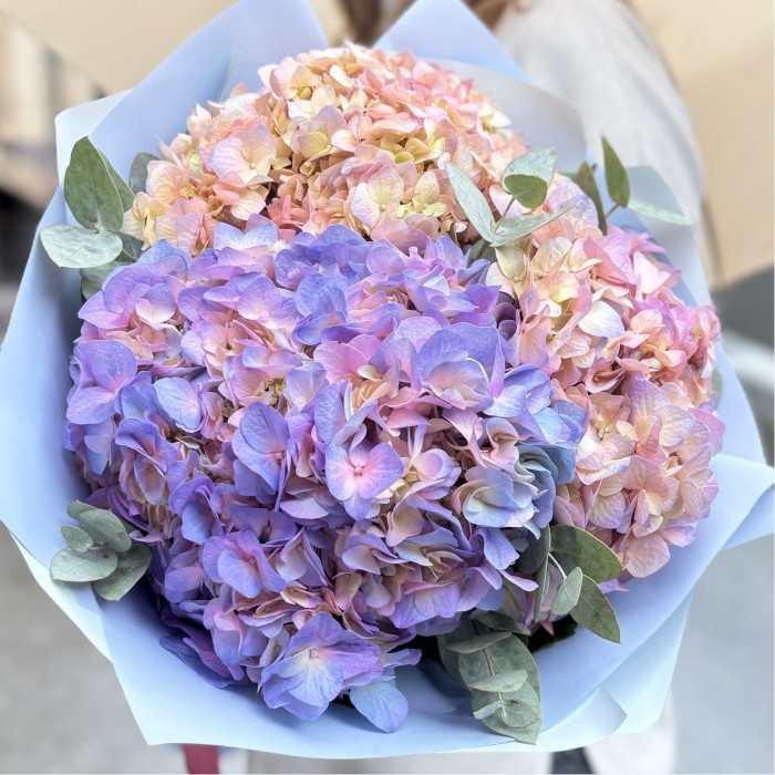 3 радужные гортензии с эвкалиптом