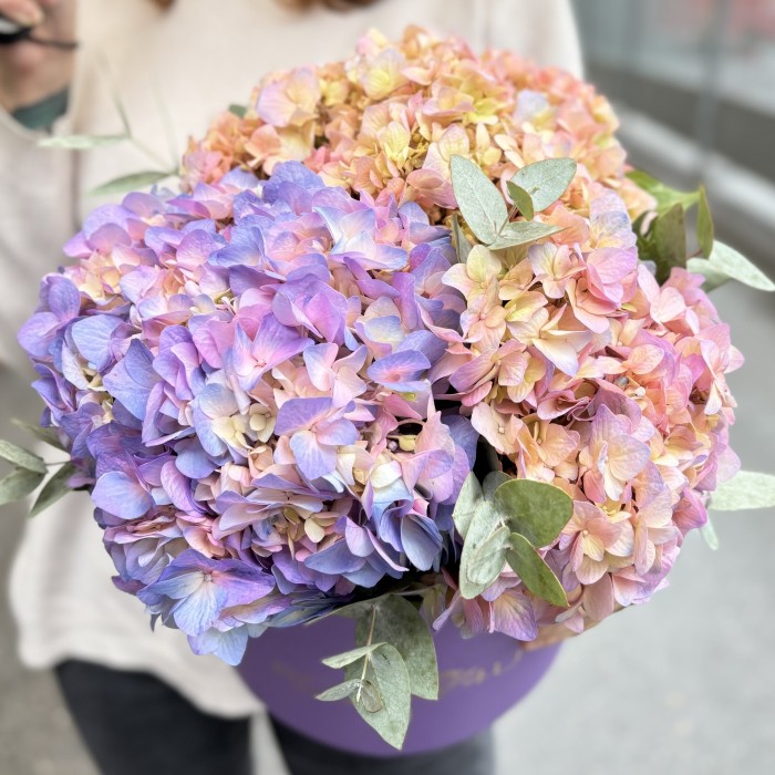 3 радужные гортензии с эвкалиптом в коробке