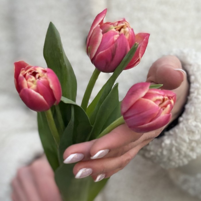 3 красных тюльпана Коламбус