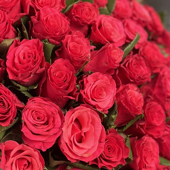 45 малиновых роз Такаци 50 см