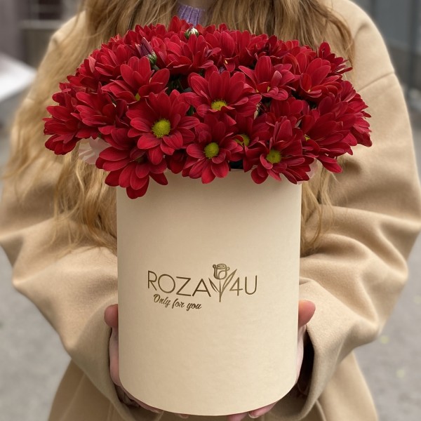 5 бордовых хризантем в коробке