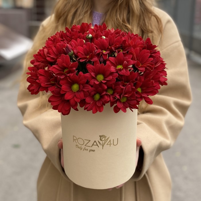 5 бордовых хризантем в коробке