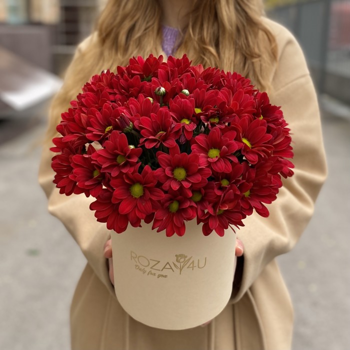 5 бордовых хризантем в коробке