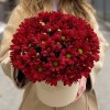 5 бордовых хризантем в коробке