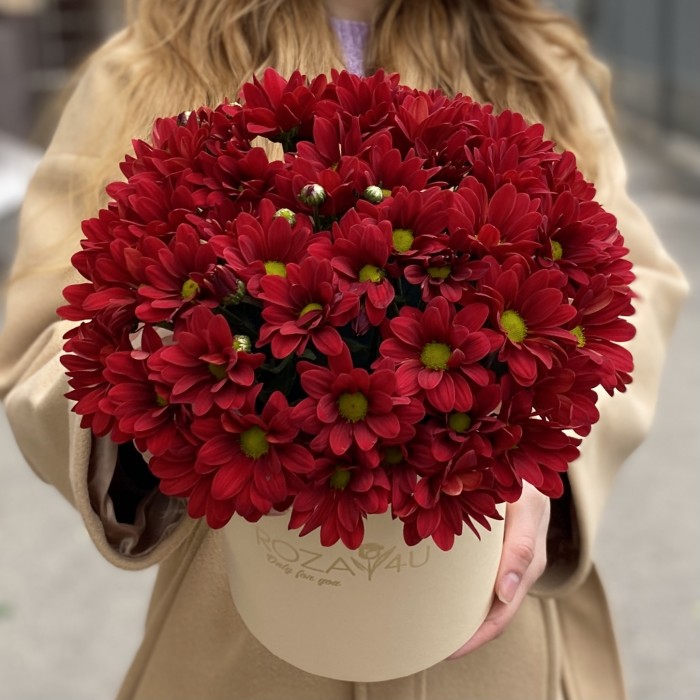 5 бордовых хризантем в коробке