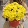5 желтых кустовых хризантем Балтика в коробке