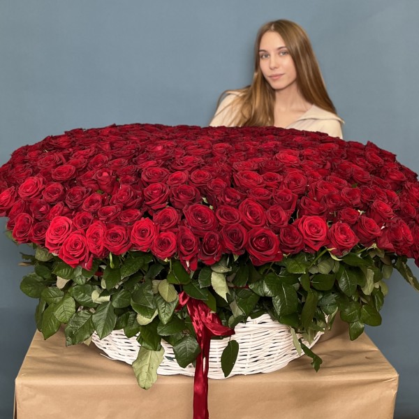 501 ароматная красная роза в корзине