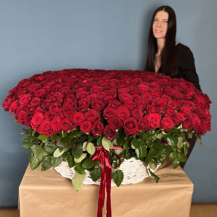 501 ароматная красная роза в корзине