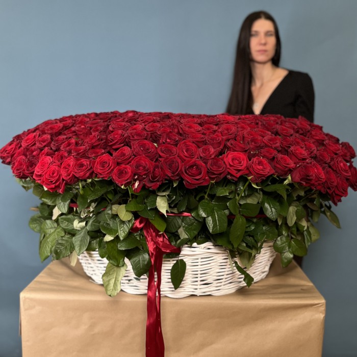 501 ароматная красная роза в корзине