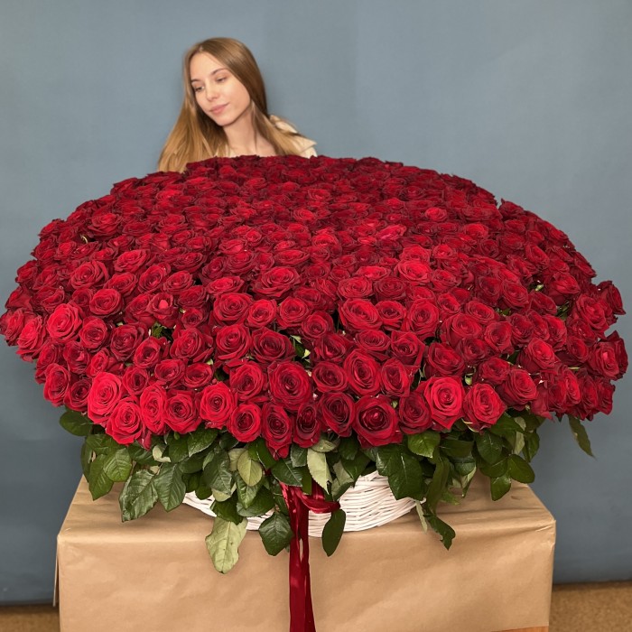 501 ароматная красная роза в корзине