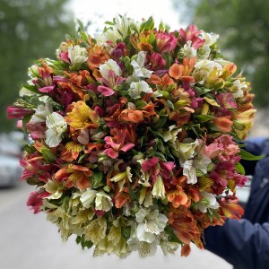 51 Альстромерия микс