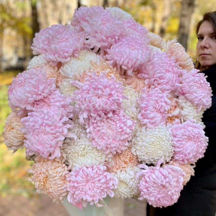 51 крымская хризантема