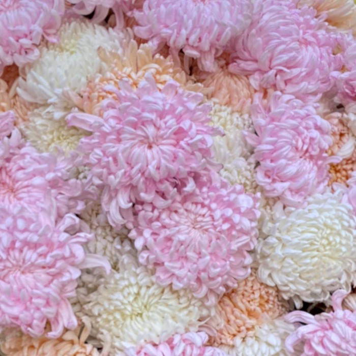 51 крымская хризантема