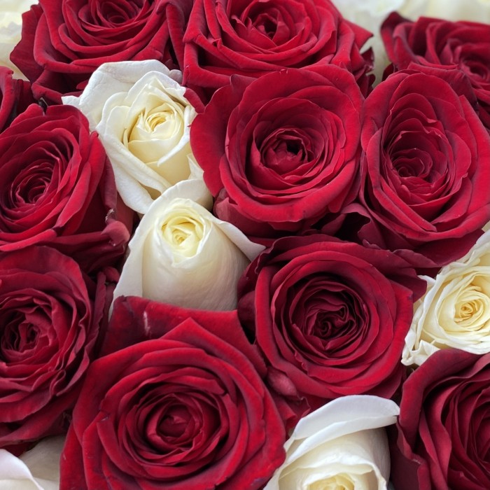 51 длинных роз красного и белого цветов