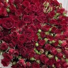 51 кустовая красная роза Велвет Блоссом 50 см