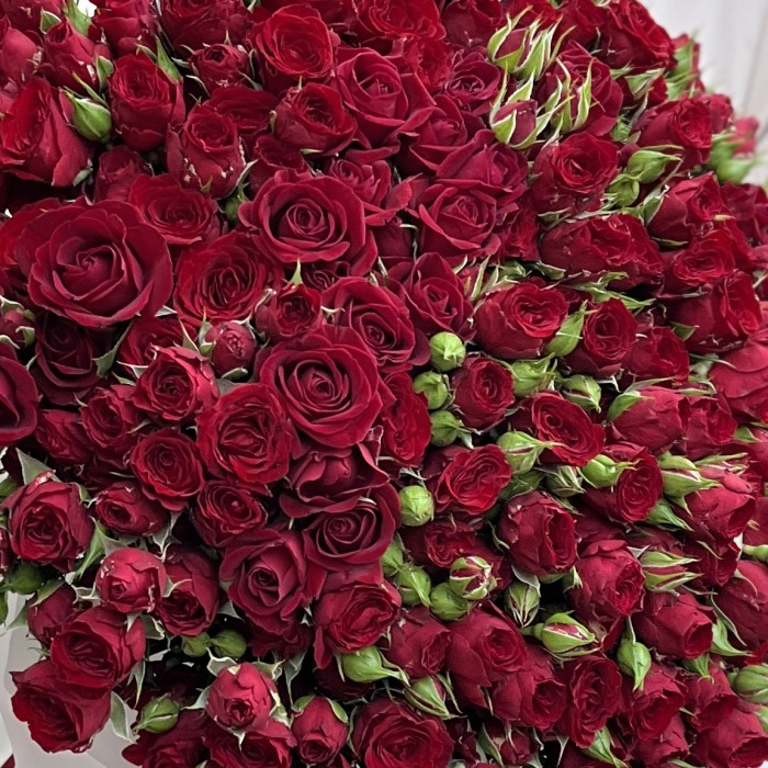51 кустовая красная роза Велвет Блоссом 50 см