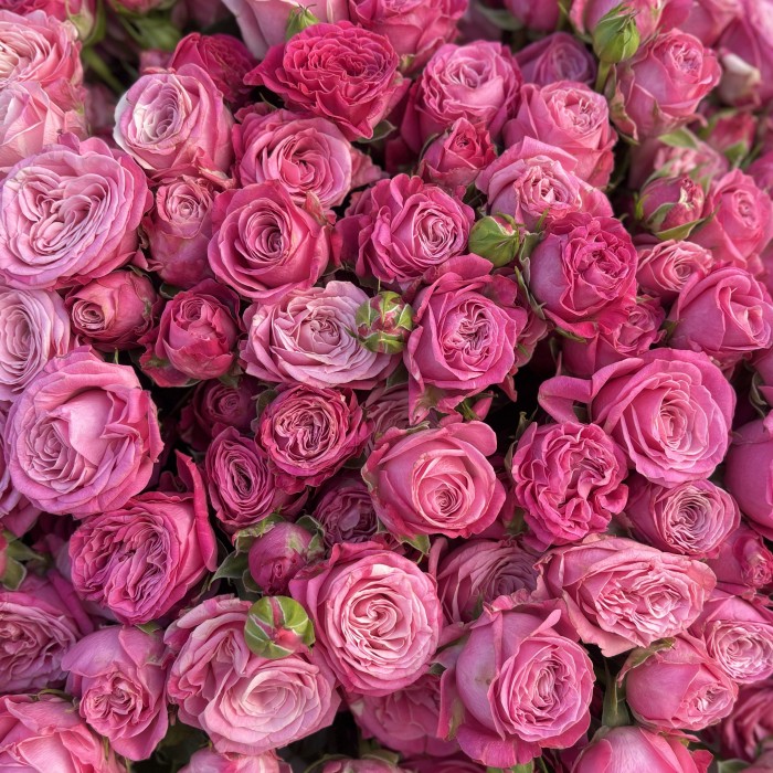 51 кустовая розовая роза Леди Бомбастик 60 см