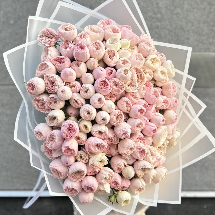 51 кустовая пионовидная роза Мансфилд Парк 50 см