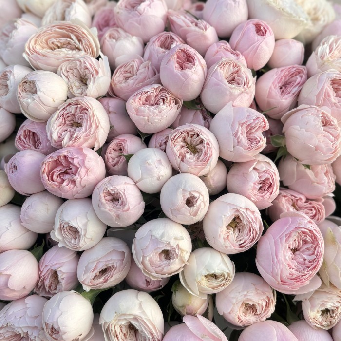 51 кустовая пионовидная роза Мансфилд Парк 50 см