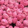 51 кустовая пионовидная роза Сильва Пинк