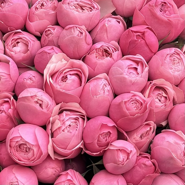 51 кустовая пионовидная роза Сильва Пинк