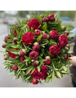 Бордовые пионы