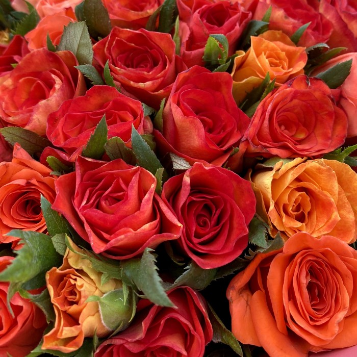 51 мини-роза ярко-оранжевая