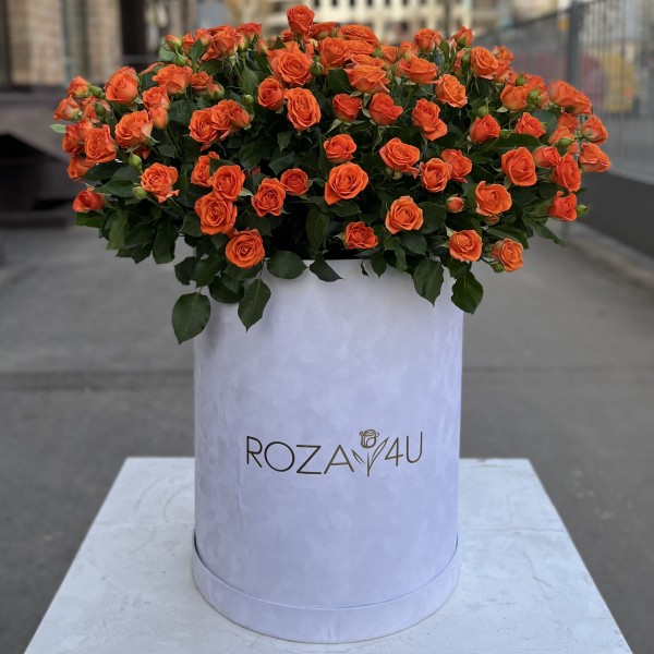 51 оранжевая кустовая роза Чарминг Бейб в бархатной коробке