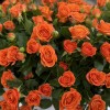 51 оранжевая кустовая роза Чарминг Бейб в бархатной коробке