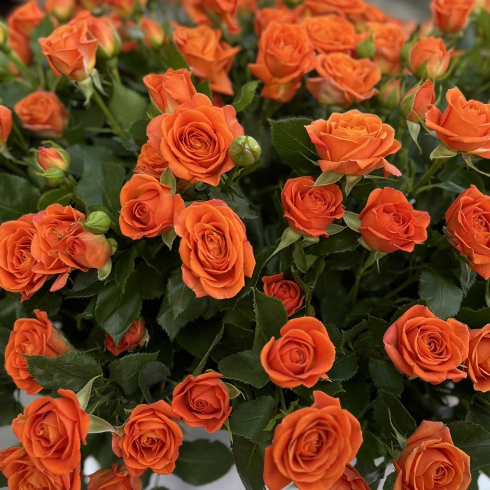 51 оранжевая кустовая роза Чарминг Бейб в бархатной коробке