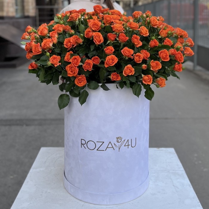 51 оранжевая кустовая роза Чарминг Бейб в бархатной коробке