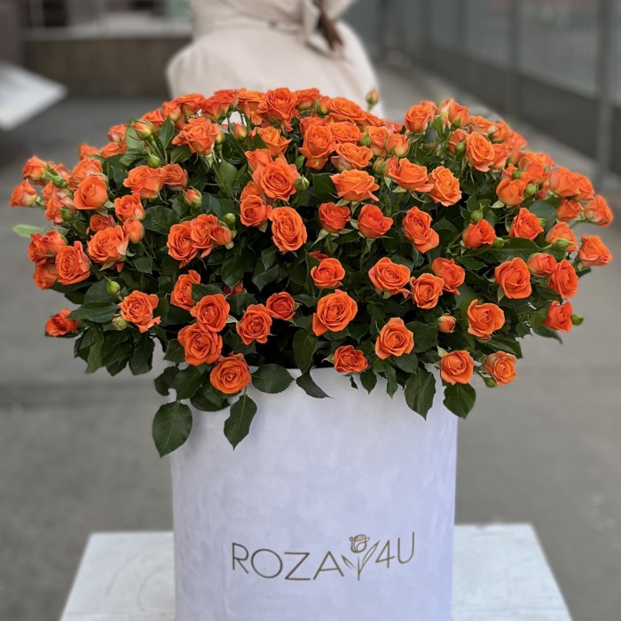 51 оранжевая кустовая роза Чарминг Бейб в бархатной коробке
