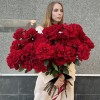 51 пышная красная роза Хартс