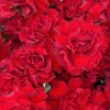 51 пышная красная роза Хартс