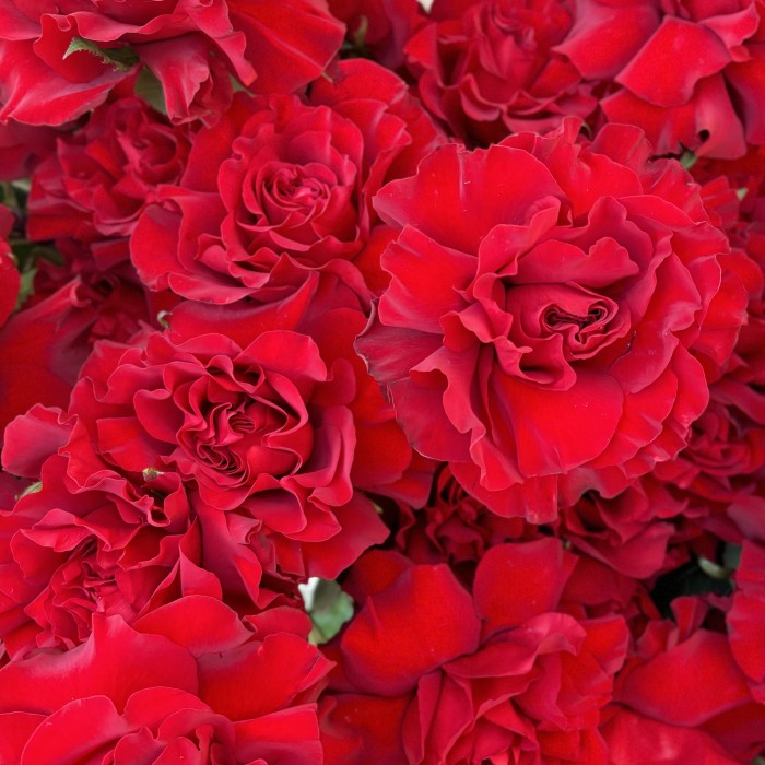 51 пышная красная роза Хартс