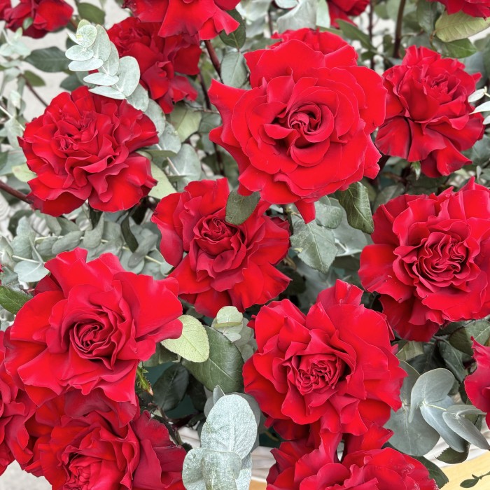 51 пышная красная роза Хартс в корзине