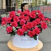 51 пышная малиновая роза с эвкалиптом в белой коробке