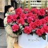 51 пышная малиновая роза с эвкалиптом в белой коробке