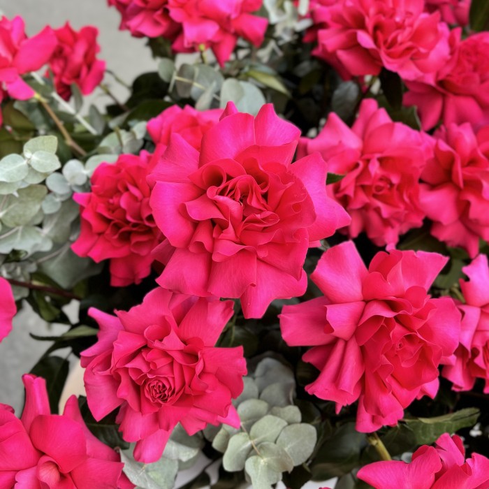 51 пышная малиновая роза с эвкалиптом в белой коробке