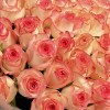 51 роза Джумилия 60 см