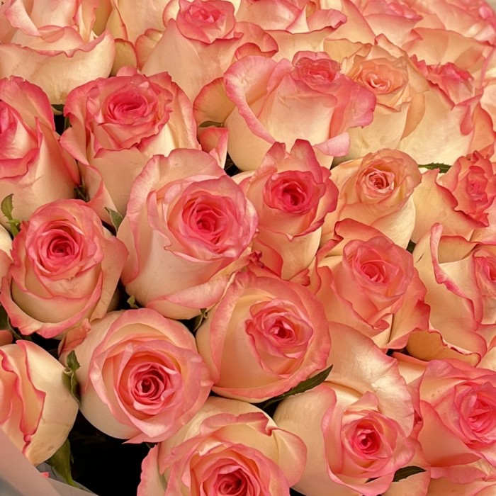 51 роза Джумилия 60 см