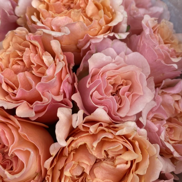 51 персиковая розовая пионовидная роза