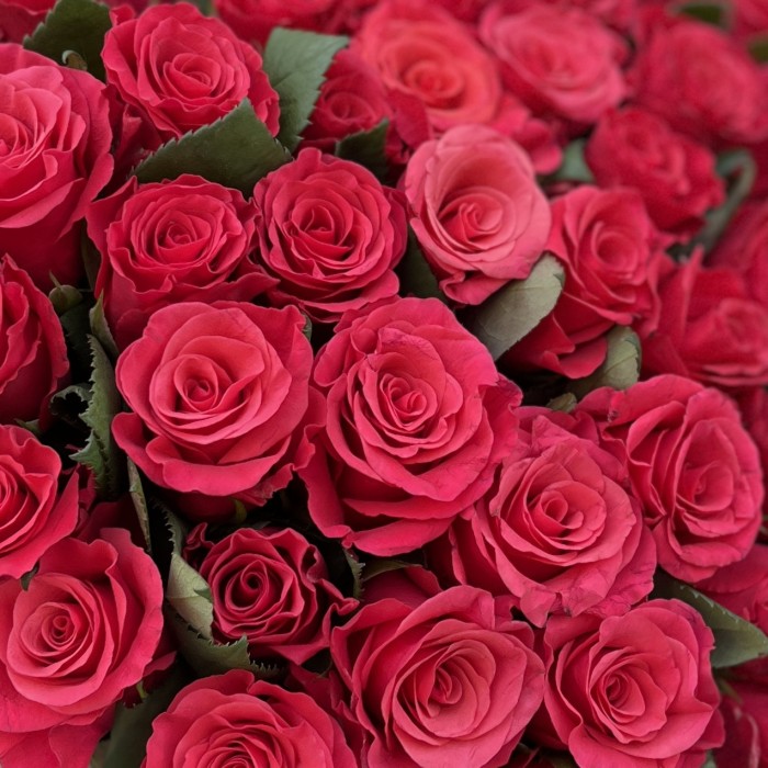 51 роза Такаци 50 см