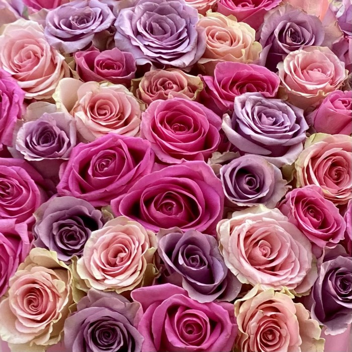 51 роза микс в коробке