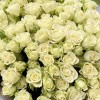 51 белая кустовая роза 50 см