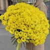 51 желтая кустовая хризантема Бакарди