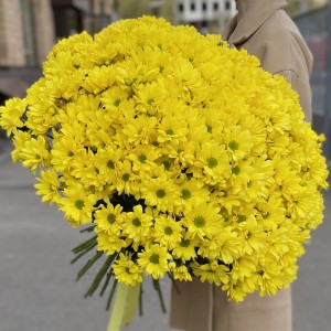 51 желтая кустовая хризантема Бакарди